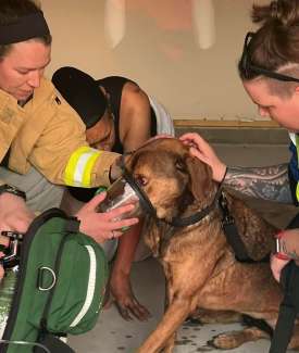 First responders administer aid to pet dog