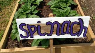 Planter's box filled with growing spinach plants
