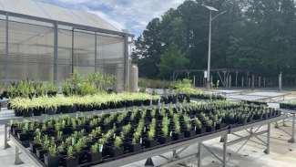 plants in front of the greenhouse