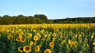 Dix Park Sunflower Field 