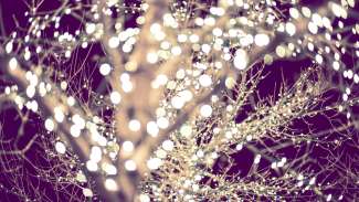 White Christmas lights wrapped around tree