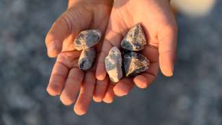 hands holding rock looking fossils 