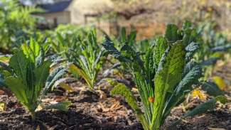 Kale growing in Mordecai garden