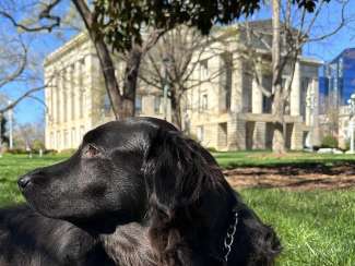 Dog sitting in grass in front of NC Capitol building