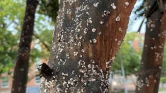 an image of the bark of a crape myrtle tree 