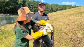 Wildlife rescuers examine young bald eagle in feild