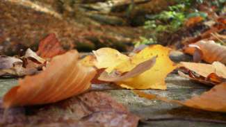 colored fall leaves laying on the ground