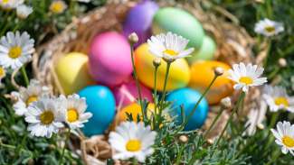 Closeup on daisies in front of Colorful Eggs 