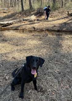 RPD K9 Peppers in the foreground of the photo and an officer assisting the missing person in the far background