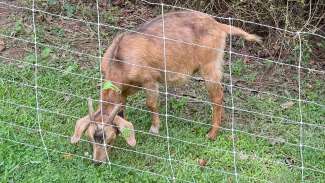 goats grazing in a field