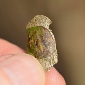 a piece of bark with a broken off flap