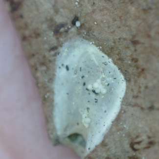 a cocoon with frothy bubbles