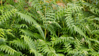 Preferred host plant of the spotted lanternfly the tree-of-heaven (Ailanthus altissima)