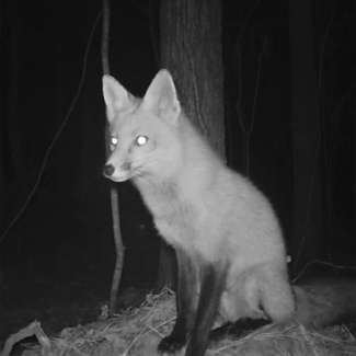 a fox in the wild seen with night vision