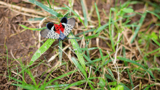 Spotted Lanternfly (Lycorma delicatula) 