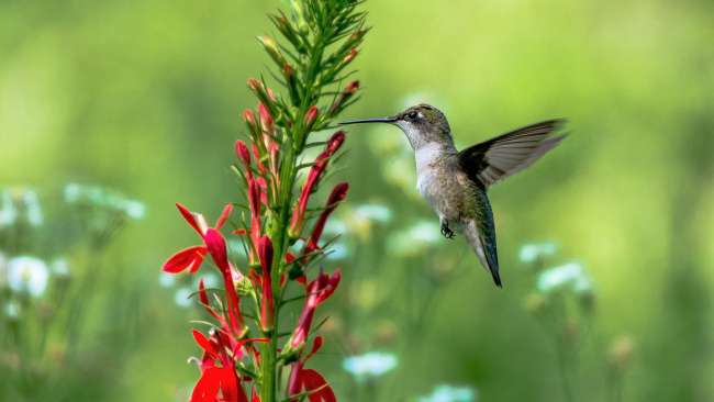 6 Best Plants for Rain Gardens | Raleighnc.gov